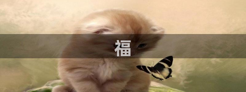 果博代理电话多少：福